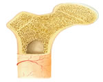 Bones, Muscles and Skin