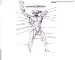 Bones, Muscles and Skin