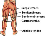 Bones, Muscles and Skin