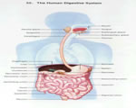 Food and Digestion