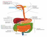 Food and Digestion
