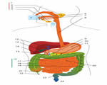 Food and Digestion