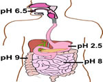 Food and Digestion