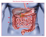 Food and Digestion