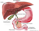 Food and Digestion