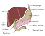 Food and Digestion