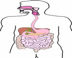 Food and Digestion