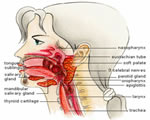 Food and Digestion