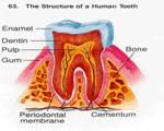 Food and Digestion