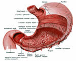 Food and Digestion