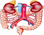 Circulation