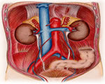Circulation