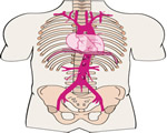 Circulation