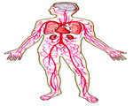 Circulation