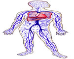 Circulation