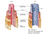 Circulation