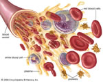 Circulation