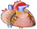 Circulation