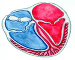 Circulation