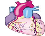 Circulation