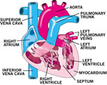 Circulation
