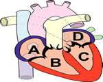 Circulation