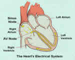Circulation