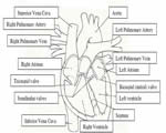 Circulation