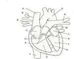 Circulation