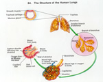 Respiration and Excretion