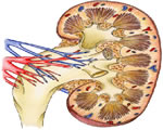 Respiration and Excretion