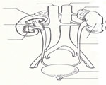 Respiration and Excretion