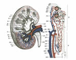 Respiration and Excretion
