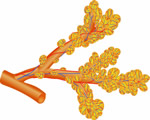 Respiration and Excretion