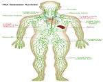 Immune System
