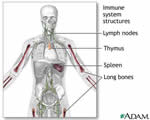 Immune System