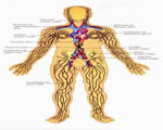 Immune System