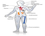 Immune System