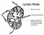 Immune System