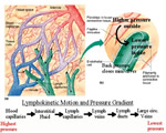 Immune System