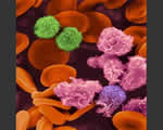 Immune System