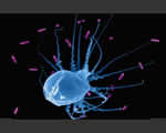 Immune System