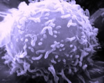 Immune System