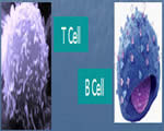 Immune System