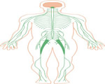 Nervous System