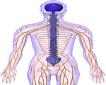 Nervous System
