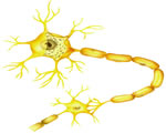 Nervous System