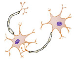 Nervous System