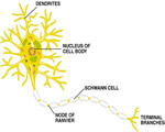 Nervous System