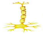 Nervous System
